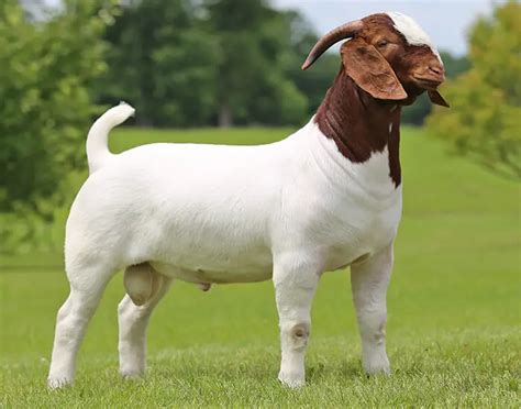 boer goats for sale near me